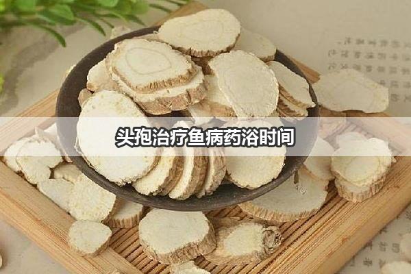 头孢治疗鱼病药浴时间